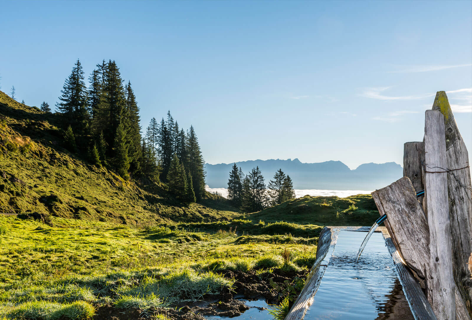 Almwiesen in unberührter Natur | Bergdorf PRIESTEREGG Wassertrog auf Almwiese in den Kitzbüheler Alpen