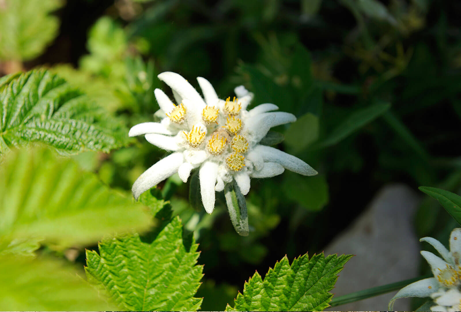 Edelweiss in den österreichischen Alpen | Bergdorf PRIESTEREGG Blume Edelweiss im Salzburger Land